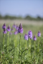 Southern marsh orchid (Dactylorhiza praetermissa), Emsland, Lower Saxony, Germany, Europe