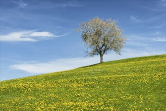 Flowering apple tree (Malus domestica), near Kranzegg, Allgäu, Bavaria, Germany, Europe