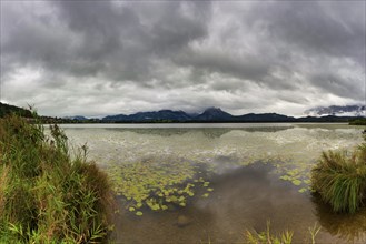 Hopfensee, near Füssen, Ostallgäu, Allgäu, Bavaria, Germany, Europe