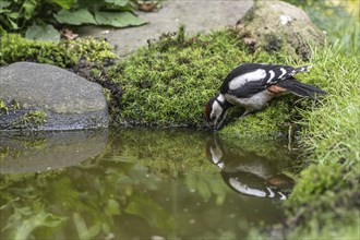 Great spotted woodpecker (Dendrocopos major), juvenile, drinking, Emsland, Lower Saxony, Germany,