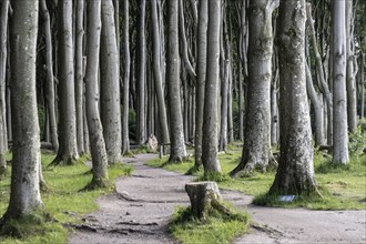 Beech forest (Fagus sylvatica), Ghost Forest Nienhagen, Mecklenburg-Western Pomerania, Germany,