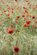 Poppy flower (Papaver rhoeas) in a grain field, Mecklenburg-Western Pomerania, Germany, Europe