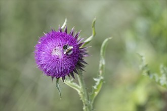 Musk Thistle (Carduus nutans) with Large earth bumblebee (Bombus terrestris),