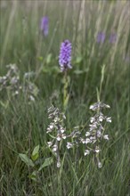 Marsh helleborine (Epipactis palustris) and Southern marsh orchid (Dactylorhiza praetermissa),