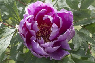 Tree peony (Paeonia suffruticosa), Emsland, Lower Saxony, Germany, Europe