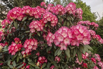 Rhododendron blossom (Rhododendron Fantastica), Emsland, Lower Saxony, Germany, Europe