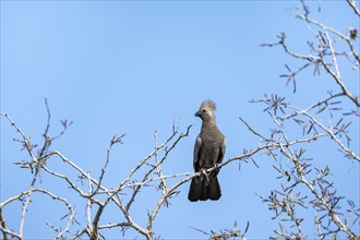 Grey go-away-bird (Corythaixoides concolor) sitting on a branch against a blue sky, Kruger National