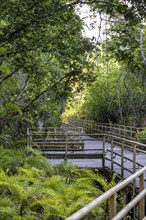 Wooden paths lead through the rainforest, Manuel Antonio National Park, Puntarenas district, Costa