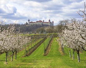 Göttweig Abbey and blossoming apricot trees, Paudorf, Lower Austria, Austria, Europe