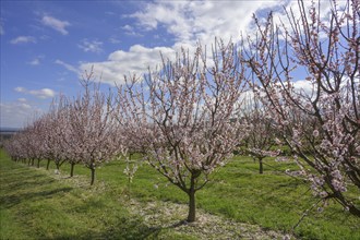 Peach trees in bloom, Paudorf, Lower Austria, Austria, Europe