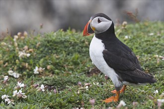 Puffin (Fratercula arctica) Skomer Island, Wales, Great Britain