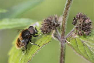 Bumblebee hoverfly (Volucella bombylans) on water mint (Mentha aquatica), Emsland, Lower Saxony,