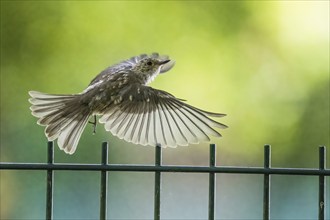 A juvenile spotted flycatcher (Muscicapa striata) in the air over a metal fence against a green