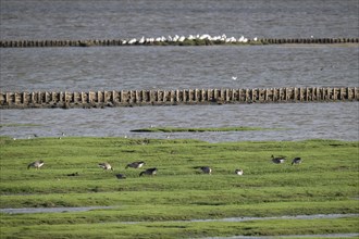 Grazing barnacle geese or barnacle geese (Branta leucopsis), Hauke-Haien-Koog nature reserve, North