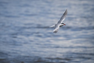 Arctic Arctic Tern (Sterna paradisea) in flight, Wadden Sea, North Frisia, Schleswig-Holstein,