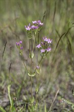 Centaury (Centaureum erythraea), Emsland, Lower Saxony, Germany, Europe