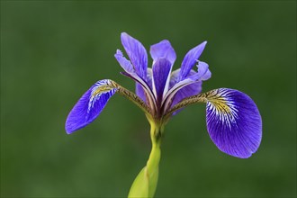 American marsh iris (Iris versicolor), flower, in bloom, at a pond, Ellerstadt, Germany, Europe