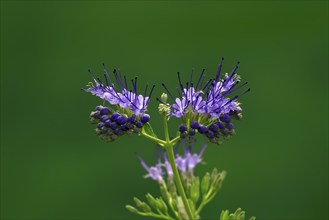 Clandon caryopteris (caryopteris x clandonensis), flower, flowering, Germany, Europe