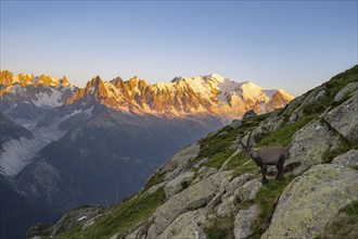 Alpine ibex (Capra ibex), adult male, in front of a mountain panorama at sunset, Grandes Jorasses