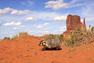 Silver badger (Taxidea taxus), running, foraging, Monument Valley, Utah, USA, North America