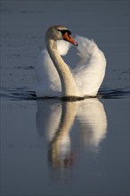 Mute swan (Cygnus olor), evening light, Bagges Dæmning, Ringkøbing Fjord, Denmark, Europe