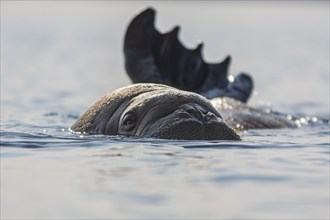 Atlantic walrus (Odobenus rosmarus rosmarus), in the water, sea, Svalbard, Norway, Europe