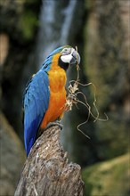 Yellow-breasted Macaw (Ara ararauna), Adult, portrait, Tree, Waiting, attentive, feeding, foraging,