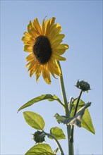 Sunflower (Helianthus annuus) in full bloom towering high against the blue sky, Copenhagen,