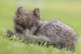 Dark arctic fox (Vulpes lagopus) lying in the grass and dozing, relaxed, East Fjords, Iceland,