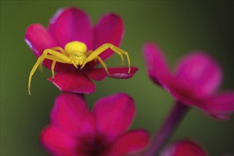 A yellow Goldenrod crab spider (Misumena vatia) on a pink flower in front of a blurred green