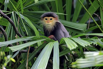 Red-shanked monkey (Pygathrix nemaeus), adult, on tree