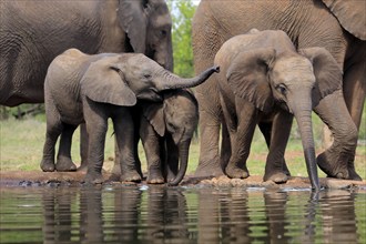 African elephant (Loxodonta africana), three young animals, at the water, drinking, group, Kruger