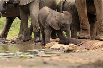 African elephant (Loxodonta africana), young animal, calf, baby elephant, mother, young animal with