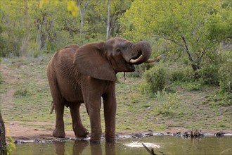 African elephant (Loxodonta africana), adult, male, bull, at the water, drinking, Kruger National