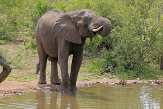 African elephant (Loxodonta africana), adult, male, bull, at the water, drinking, Kruger National