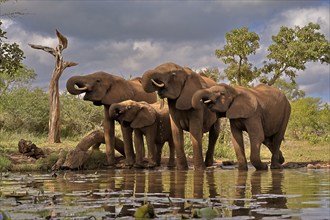 African elephant (Loxodonta africana), adult, juvenile, group, at the water, drinking, Kruger