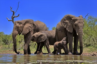 African elephant (Loxodonta africana), adult, female, young, suckling, two mothers with young of