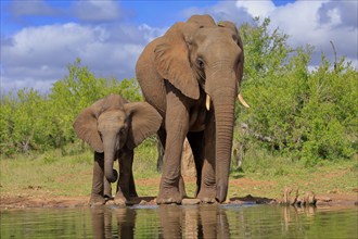 African elephant (Loxodonta africana), juvenile, mother, adult, female, mother with juvenile, at