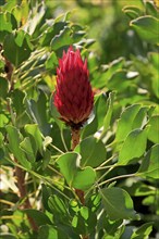 King Protea (Protea cynaroides), flower, flowering, flower, in spring, Kirstenbosch Botanical