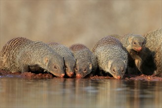 Zebra mongoose (Mungos mungo), adult, group, at the water, drinking, Kruger National Park, Kruger