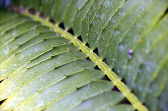 Bread palm fern, Encephalartos transvenosus, South Africa, Africa