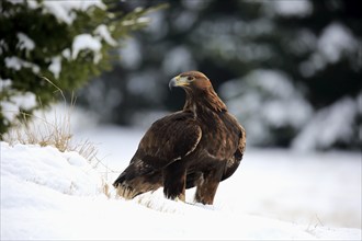 Golden eagle (Aquila chrysaetos), adult in the snow, on the ground, in winter, snow, Zdarske Vrchy,