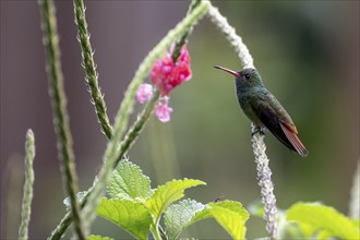 Golden-tailed Sapphire Hummingbird (Chlorestes eliciae) Hummingbird sitting on a flower, Heredia