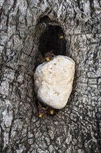 Hornets (Vespa crabro) at the nest entrance in an olive tree, Sicily, Italy, Europe