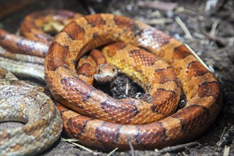 Corn snake (Pantherophis guttatus), captive, Germany, Europe