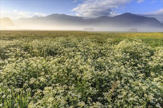 Flower meadow, fog, morning light, mountains, mood, spring, Loisach-Lake Kochel-Moor, Alpine