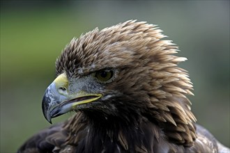 Golden eagle (Aquila chrysaetos), male, portrait, Germany, captive, Europe