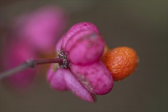 Peacock, spindle bush (Euonymus europaeus), fruit stand, Emsland, Lower Saxony, Germany, Europe