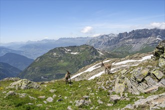 Alpine ibex (Capra ibex), two animals in front of a mountain landscape, Aiguille Rouges, Chamonix,