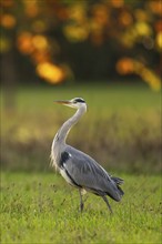 Grey heron (Ardea cinerea), animal portrait, autumn, Rosensteinpark, Stuttgart, Baden-Württemberg,